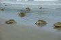 Nic - 149 * Grace shared her photos from the daytime scouting of La Flor wildlife refuge where thousands of Olive Ridley turtles came onshore to lay their eggs above the high tide line.